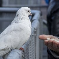 От подарков их сурово отвернись... :: Виктор Х. 