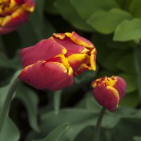 Тюльпаны :: marmorozov Морозова