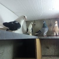 Николаевские голуби.Ашхабад(Абадан) :: Volodya 