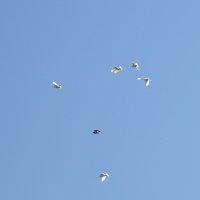 Летите голуби :: Валерий Самородов