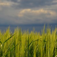 Пшеница :: Александр Довгий