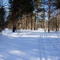 на лыжах в лесу :: Елена Кордумова