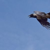Пролетая над гнездом кукушки. :: A. SMIRNOV