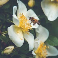 Пчела на цветке шиповника :: Артемий Кошелев