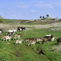 На лугу пасутся ко... :: Виктор Куприянов 