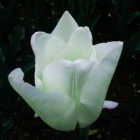 Белый тюльпан :: татьяна 