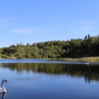 Лебеди на озере :: Дмитрий Незнайкин 