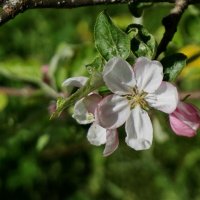 Яблони в цвету - какое чудо... :: Владимир Гилясев