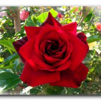 Красная роза. :: Чария Зоя 