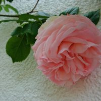 Розовая нежность... :: Galina Dzubina