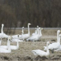 Лебеди-кликуны :: Александр Новожилов