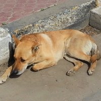 Пять минут из жизни бездомного пса... :: Наталья Владимировна