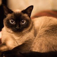 Кошка смотрит на тебя :: Valentina Zaytseva