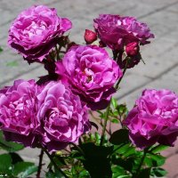 Необычной красоты эти розовые цветы...) :: Любовь К.