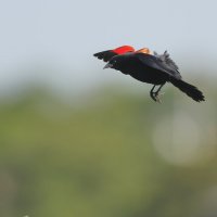Red-Winged Blackbird :: Naum 