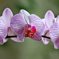 Ветка орхидеи :: yav 110455
