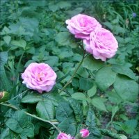 Чайные розы :: Нина Корешкова