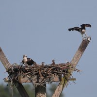 Osprey :: Naum 