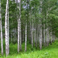 березки :: Горкун Ольга Николаевна 