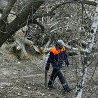 Велено - сделано.  А  тополей нет... :: Валерия  Полещикова 