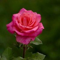 Розовая роза... :: Татьяна Н.