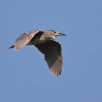 black-crowned night -heron :: Naum 