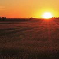 пшеничный закат :: оксана 