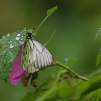 Бабочка-боярышница :: Оксана Галлямова