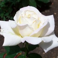 Белая роза ... :: Любовь К.