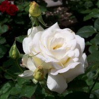 Белая роза с бутонами... :: Любовь К.