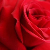 Red rose for you..... :: Fidel Nekastro