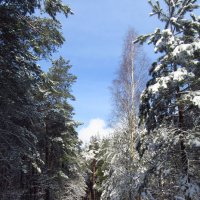 Зимний лес :: Сергей Рогачев