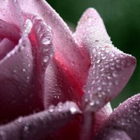 Роза в каплях дождя. :: Валерия  Полещикова 