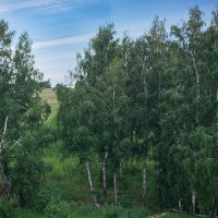 Березки :: Наталья Скипина