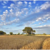 Пшеницы поле золотое :: Антон Сологубов