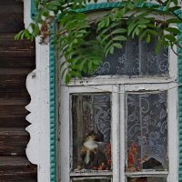 кошка на окошке в селе Курышино :: Natalia Mihailova