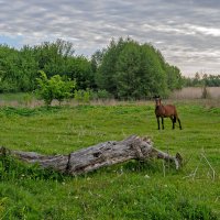 Утром на лугу :: Евгений Гайдук