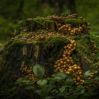 Пень изобилия. :: Алексей Строганов