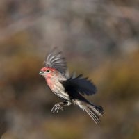 House Finch :: Naum 