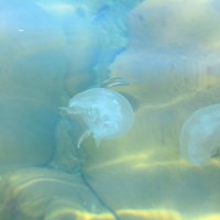 Медузы в Чёрном море :: Наталья Базанова