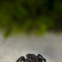 Самый харизматичный паук :: NikiGuru 