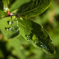 After the rain :: Яна Васильева