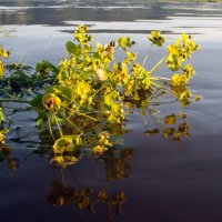 цветок на воде :: Oleila Abeja