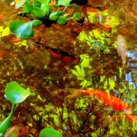 Пруд с разноцветными рыбками :: Нина Бутко