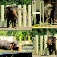 Летние забавы слона... (в Ростовском зоопарке) :: Нина Бутко