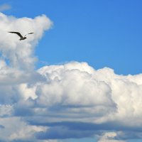 Чайка в облаках... :: Дмитрий Петренко