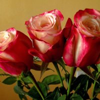 Три розы :: Сергей Карачин