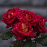 роза после дождя :: gribushko грибушко Николай