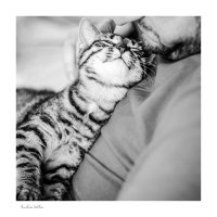 Фотогеничность по-кошачьи :: Анастасия Светлова