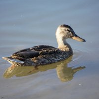 В летнем водоёме :: Aнна Зарубина